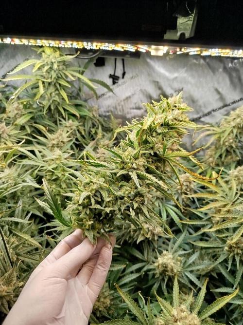 KMintz Auto by RipperSeeds. Week 12