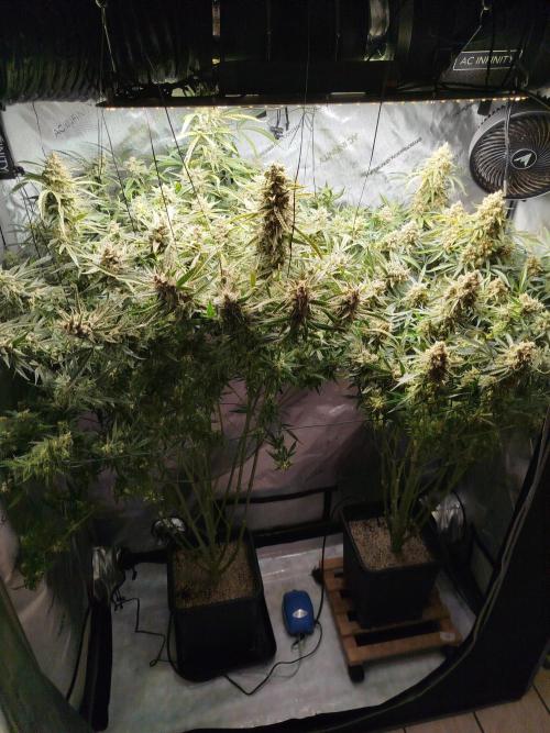 KMintz Auto by RipperSeeds. Week 12