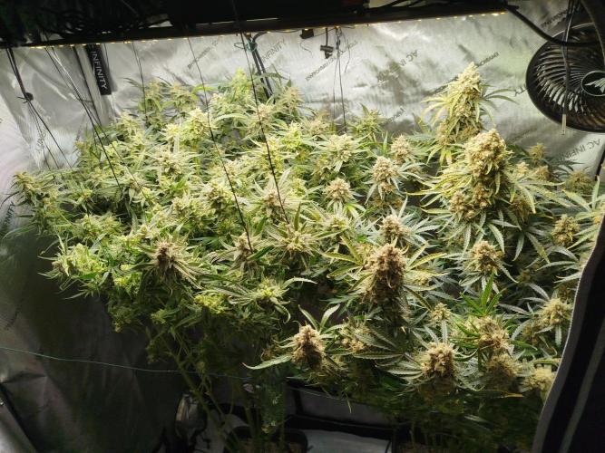 KMintz Auto by RipperSeeds. Week 12