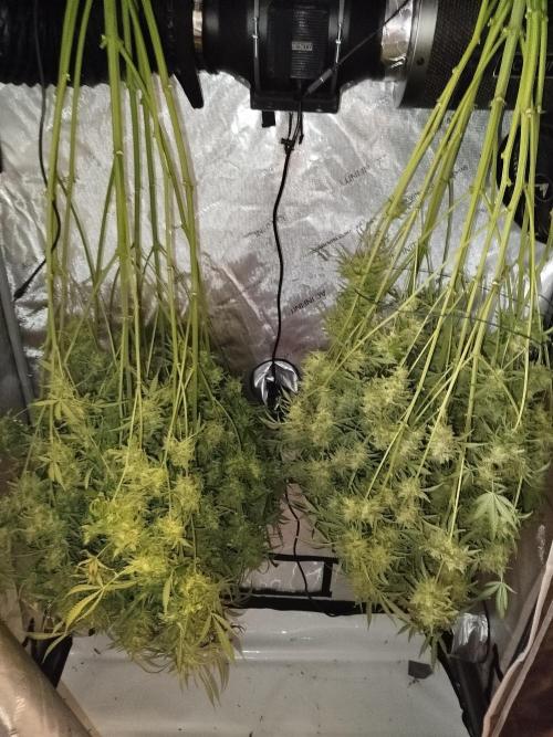 KMintz Auto by RipperSeeds. Week 13