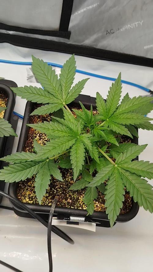 Iced 'n' Baked+ Freebie by Mephisto