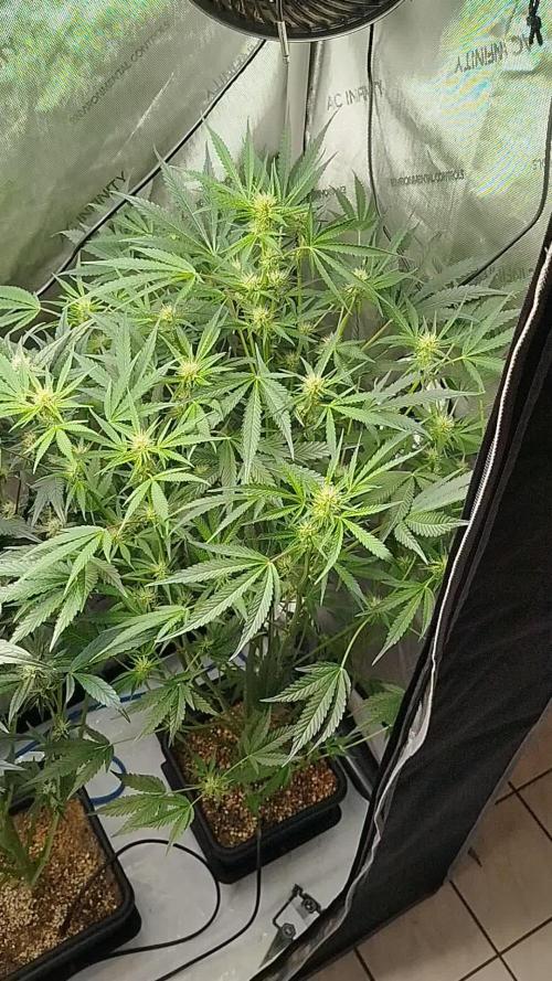 Iced 'n' Baked+ Freebie by Mephisto