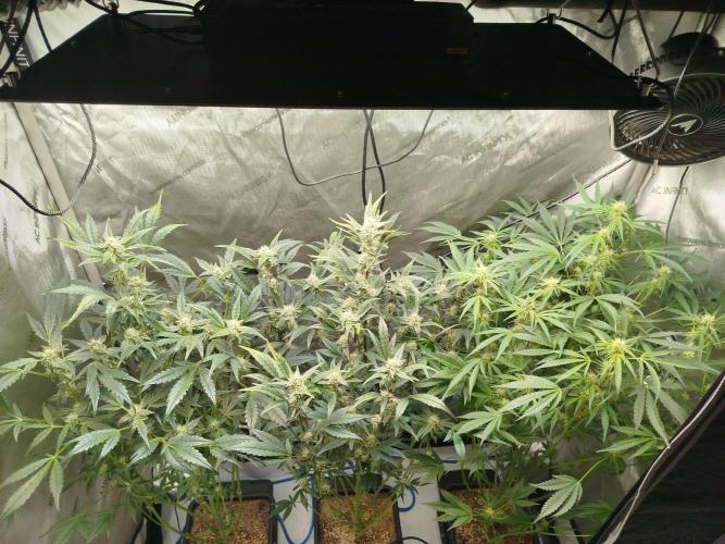 Iced 'n' Baked+ Freebie by Mephisto. Week 8