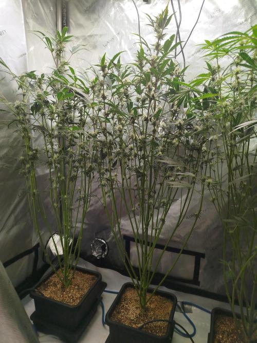 Iced 'n' Baked+ Freebie by Mephisto. Week 8