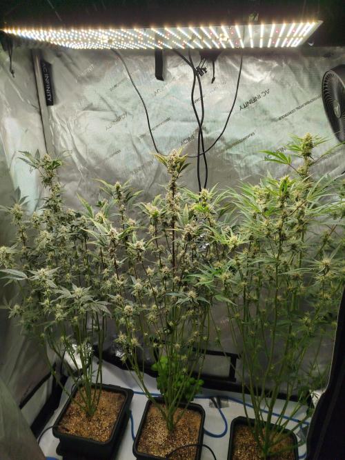 Iced 'n' Baked+ Freebie by Mephisto. Week 9