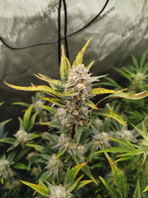 Iced 'n' Baked+ Freebie by Mephisto. Week 9