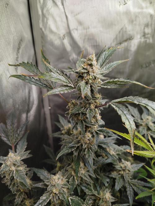 Iced 'n' Baked+ Freebie by Mephisto. Week 10