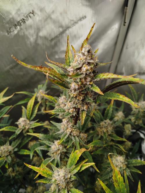 Iced 'n' Baked+ Freebie by Mephisto. Week 10