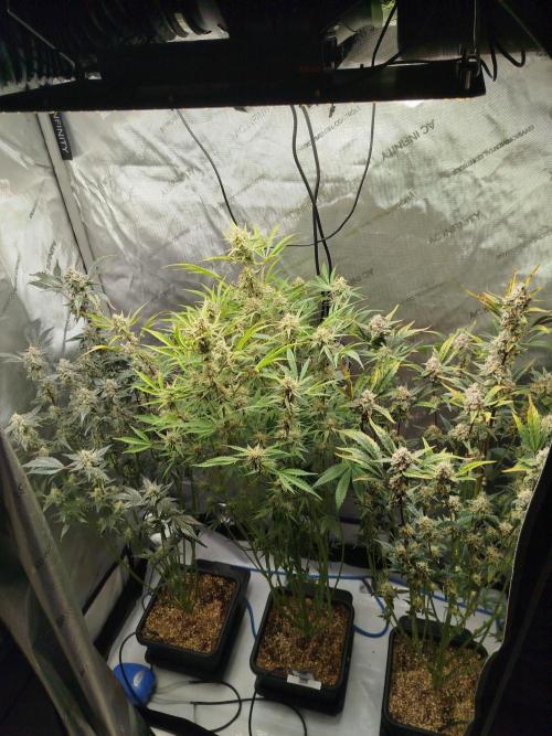 Iced 'n' Baked+ Freebie by Mephisto. Week 10