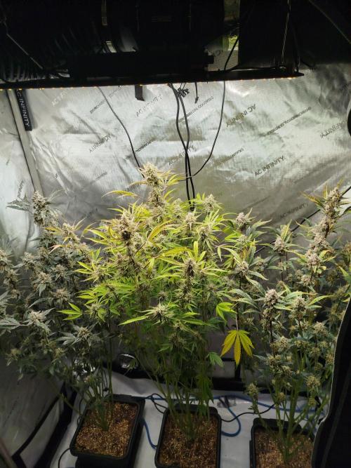 Iced 'n' Baked+ Freebie by Mephisto. Week 11