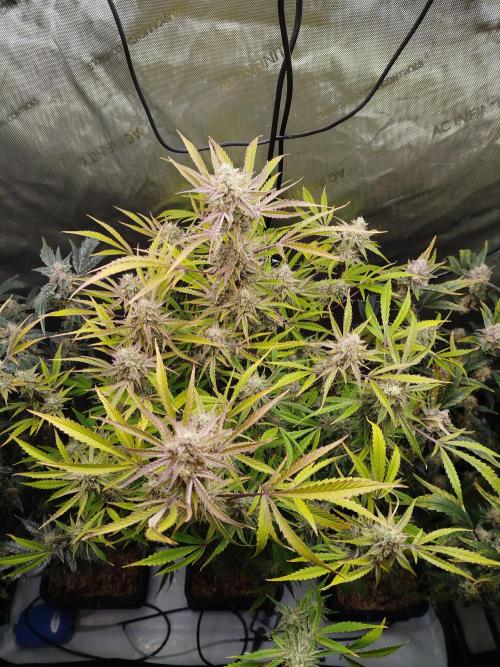 Iced 'n' Baked+ Freebie by Mephisto. Week 11