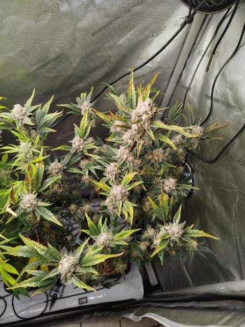 Iced 'n' Baked+ Freebie by Mephisto. Week 11