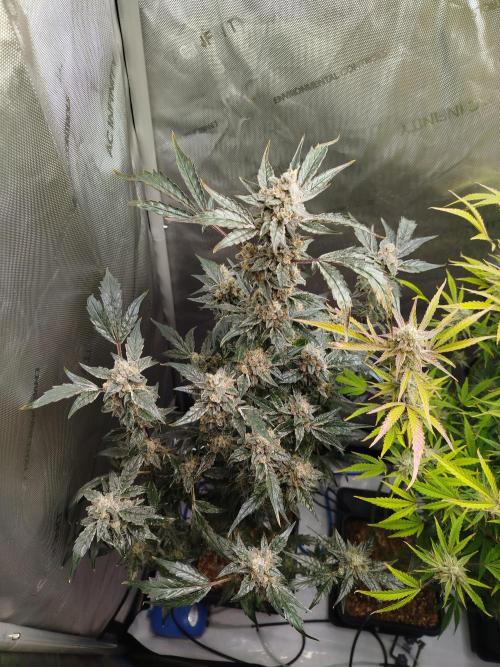 Iced 'n' Baked+ Freebie by Mephisto. Week 11