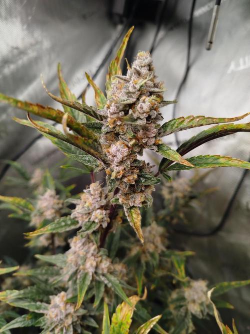 Iced 'n' Baked+ Freebie by Mephisto. Week 11