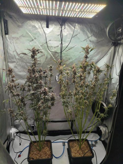 Iced 'n' Baked+ Freebie by Mephisto. Week 12