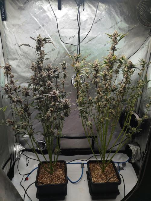 Iced 'n' Baked+ Freebie by Mephisto. Week 12