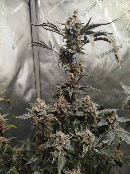 Iced 'n' Baked+ Freebie by Mephisto. Week 12