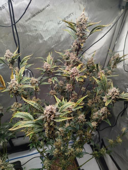 Iced 'n' Baked+ Freebie by Mephisto. Week 12