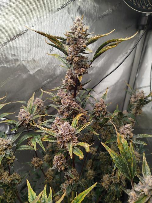 Iced 'n' Baked+ Freebie by Mephisto. Week 13