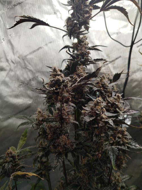 Iced 'n' Baked+ Freebie by Mephisto. Week 13