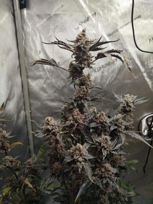Iced 'n' Baked+ Freebie by Mephisto. Week 13