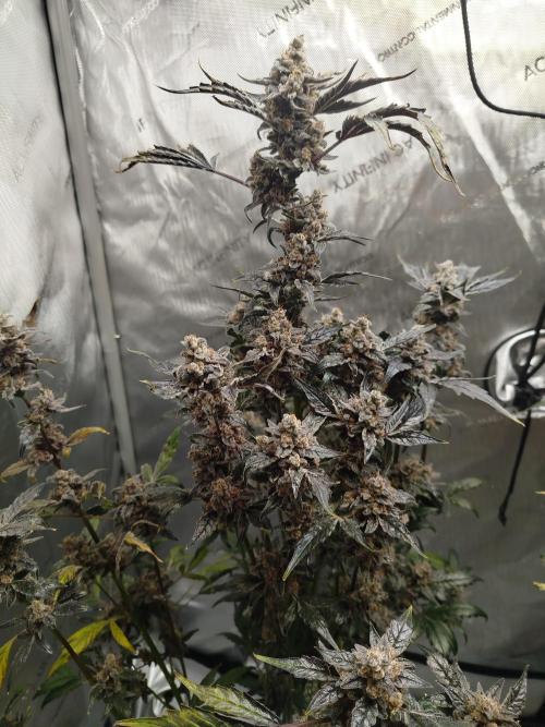 Iced 'n' Baked+ Freebie by Mephisto. Week 13