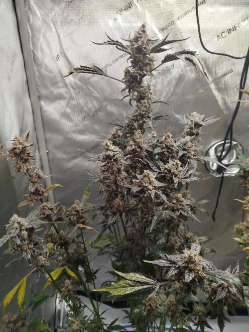 Iced 'n' Baked+ Freebie by Mephisto. Week 13