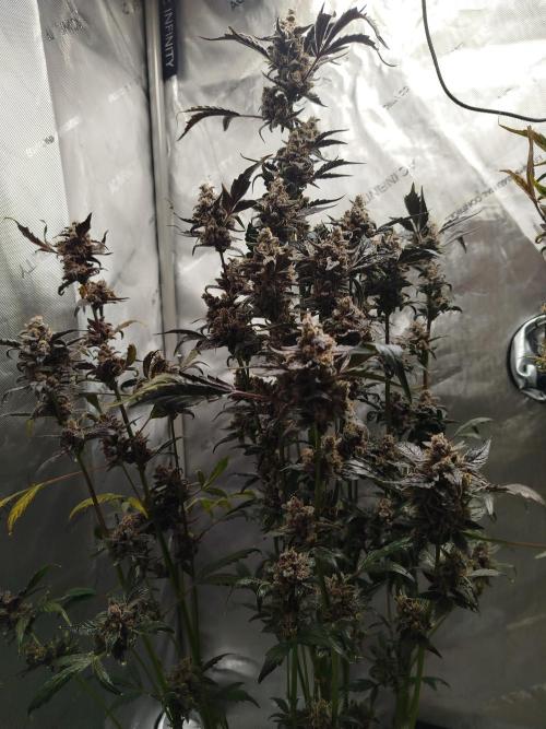 Iced 'n' Baked+ Freebie by Mephisto. Week 13