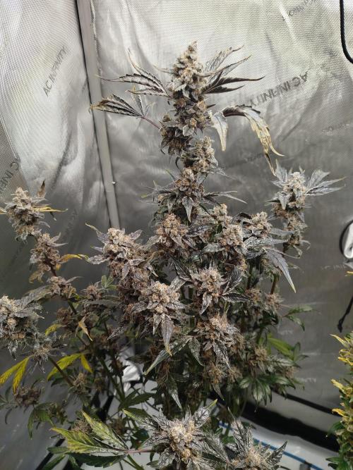 Iced 'n' Baked+ Freebie by Mephisto. Week 13