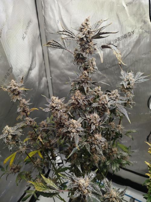 Iced 'n' Baked+ Freebie by Mephisto. Week 13