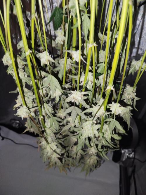 Iced 'n' Baked+ Freebie by Mephisto. Week 13