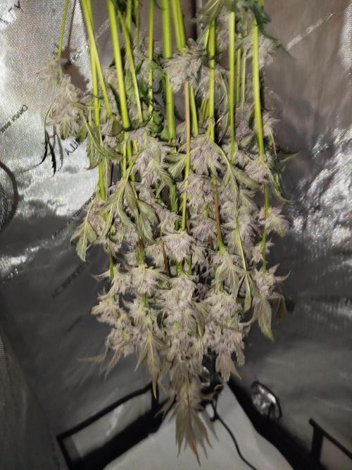 Iced 'n' Baked+ Freebie by Mephisto. Week 13