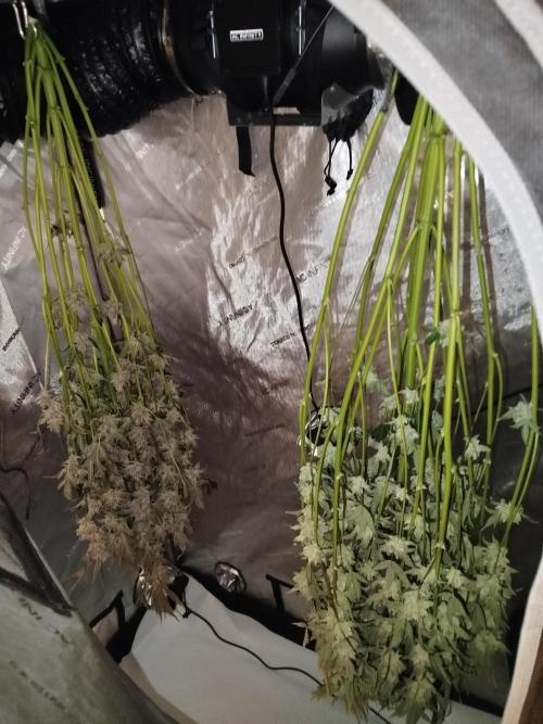 Iced 'n' Baked+ Freebie by Mephisto. Week 13