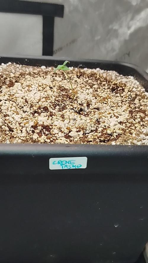 Creme-Tasmo/ Kiwi x NCH/ IcednBaked