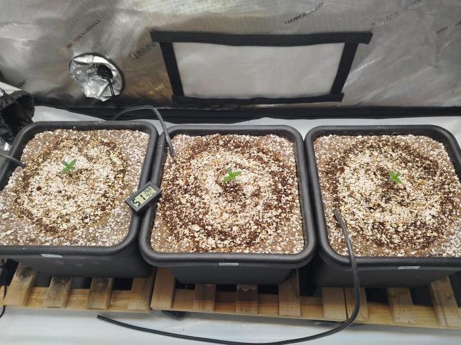 Creme-Tasmo/ Kiwi x NCH/ IcednBaked. Week 0