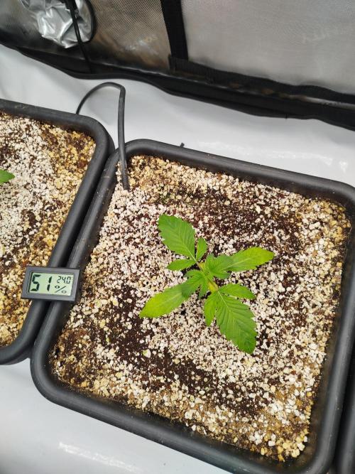 Creme-Tasmo/ Kiwi x NCH/ IcednBaked. Week 2