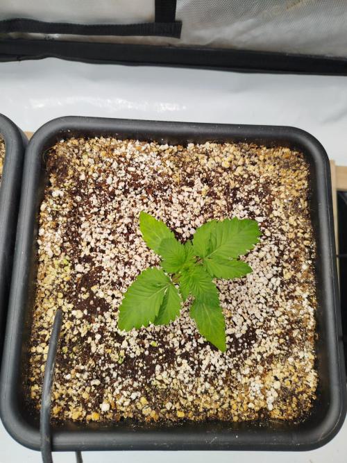 Creme-Tasmo/ Kiwi x NCH/ IcednBaked. Week 2