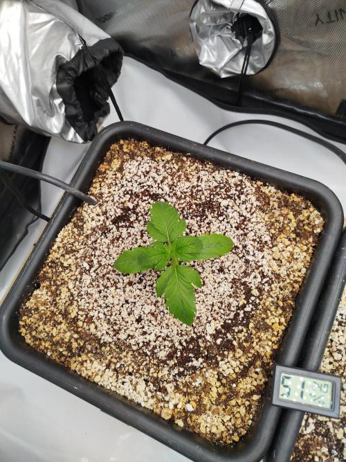 Creme-Tasmo/ Kiwi x NCH/ IcednBaked. Week 2