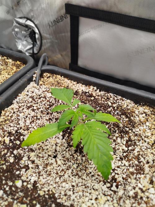 Creme-Tasmo/ Kiwi x NCH/ IcednBaked. Week 2