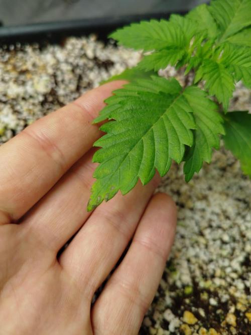 Creme-Tasmo/ Kiwi x NCH/ IcednBaked. Week 2