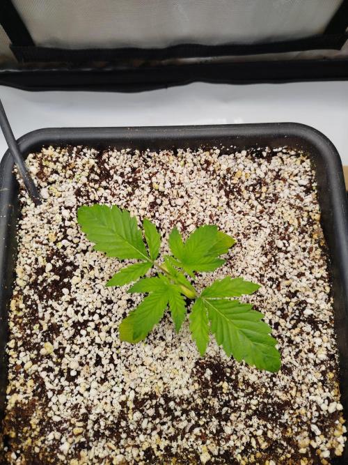 Creme-Tasmo/ Kiwi x NCH/ IcednBaked. Week 2