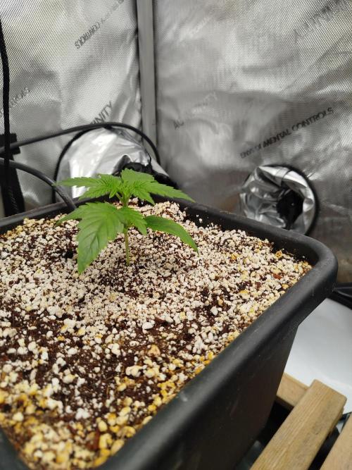 Creme-Tasmo/ Kiwi x NCH/ IcednBaked. Week 2