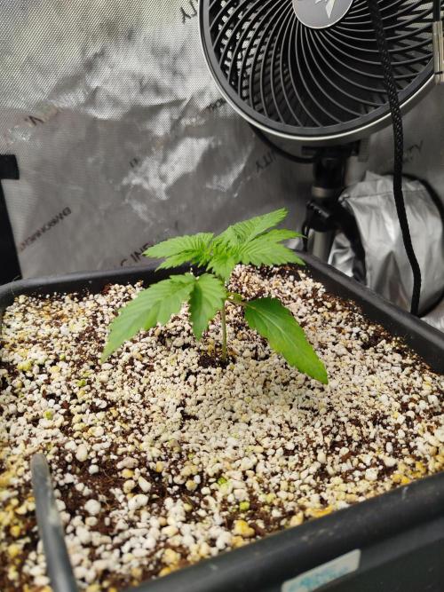 Creme-Tasmo/ Kiwi x NCH/ IcednBaked. Week 2