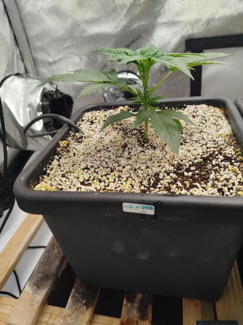 Creme-Tasmo/ Kiwi x NCH/ IcednBaked. Week 3