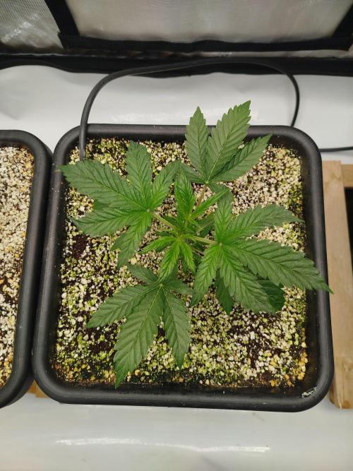 Creme-Tasmo/ Kiwi x NCH/ IcednBaked. Week 3