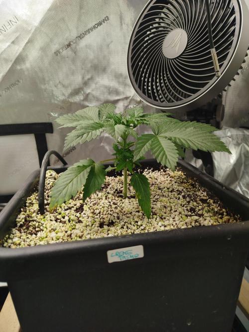 Creme-Tasmo/ Kiwi x NCH/ IcednBaked. Week 3