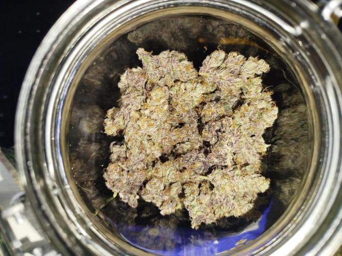 Iced 'n' Baked+ Freebie by Mephisto. Week 13