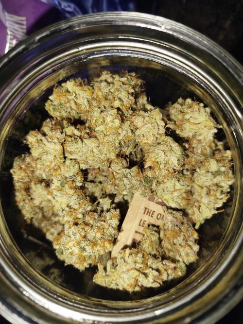 Iced 'n' Baked+ Freebie by Mephisto. Week 13