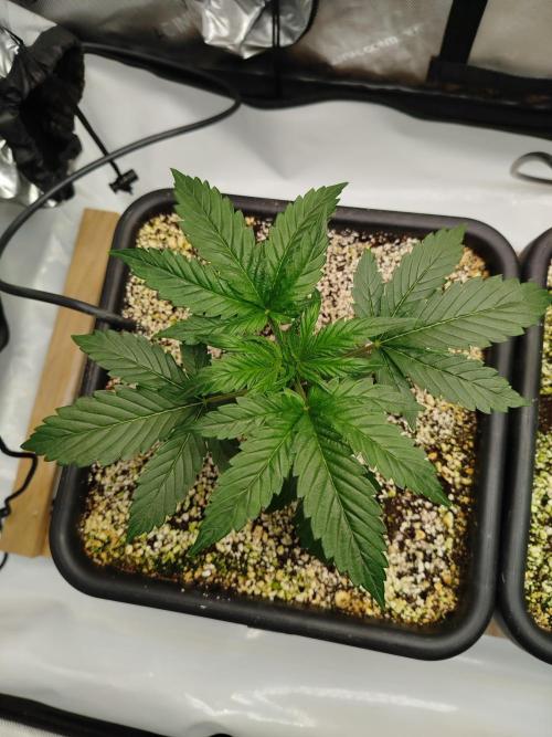 Creme-Tasmo/ Kiwi x NCH/ IcednBaked. Week 3