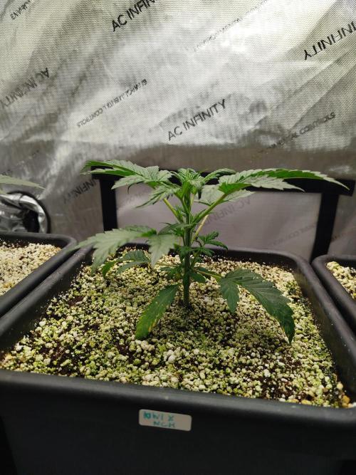 Creme-Tasmo/ Kiwi x NCH/ IcednBaked. Week 3